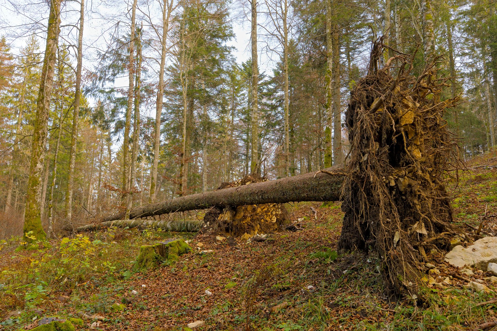 Enlèvement arbre urgence équipe à Toulouse